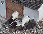 Capi_Dubne_20250714_065503.jpg