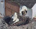 Capi_Dubne_20250714_070503.jpg