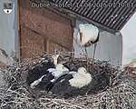 Capi_Dubne_20250714_071003.jpg