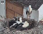 Capi_Dubne_20250714_071503.jpg