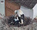 Capi_Dubne_20250714_072003.jpg