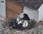 Capi_Dubne_20250714_072503.jpg