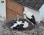 Capi_Dubne_20250714_073003.jpg