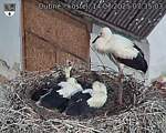 Capi_Dubne_20250714_073503.jpg