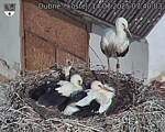 Capi_Dubne_20250714_074003.jpg
