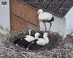 Capi_Dubne_20250714_074503.jpg