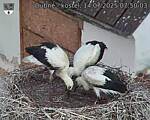 Capi_Dubne_20250714_075003.jpg