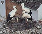 Capi_Dubne_20250714_075503.jpg
