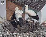 Capi_Dubne_20250714_080003.jpg