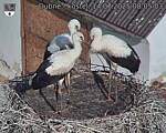 Capi_Dubne_20250714_080503.jpg