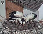 Capi_Dubne_20250714_081003.jpg