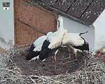 Capi_Dubne_20250714_081503.jpg