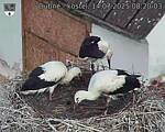 Capi_Dubne_20250714_082003.jpg