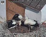 Capi_Dubne_20250714_082503.jpg