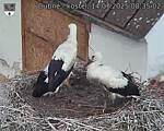 Capi_Dubne_20250714_083502.jpg