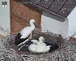 Capi_Dubne_20250714_084003.jpg
