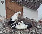 Capi_Dubne_20250714_084503.jpg