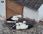Capi_Dubne_20250714_085003.jpg