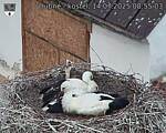 Capi_Dubne_20250714_085503.jpg