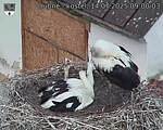 Capi_Dubne_20250714_090003.jpg