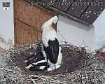 Capi_Dubne_20250714_090503.jpg