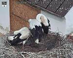 Capi_Dubne_20250714_091002.jpg