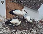 Capi_Dubne_20250714_091503.jpg