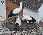 Capi_Dubne_20250714_092003.jpg