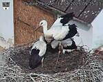 Capi_Dubne_20250714_092503.jpg