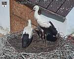 Capi_Dubne_20250714_093503.jpg