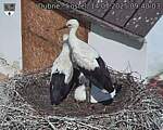 Capi_Dubne_20250714_094003.jpg