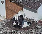 Capi_Dubne_20250714_094503.jpg