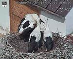 Capi_Dubne_20250714_100503.jpg