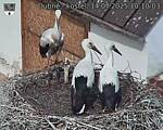 Capi_Dubne_20250714_101003.jpg