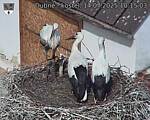 Capi_Dubne_20250714_101503.jpg
