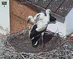 Capi_Dubne_20250714_102003.jpg