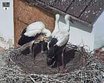 Capi_Dubne_20250714_102503.jpg