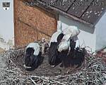 Capi_Dubne_20250714_103503.jpg