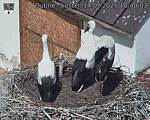 Capi_Dubne_20250714_104003.jpg