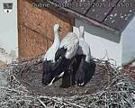 Capi_Dubne_20250714_104503.jpg