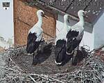 Capi_Dubne_20250714_105002.jpg