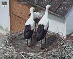 Capi_Dubne_20250714_110003.jpg
