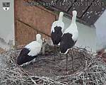 Capi_Dubne_20250714_111503.jpg