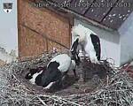 Capi_Dubne_20250714_112003.jpg
