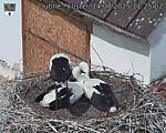 Capi_Dubne_20250714_112502.jpg