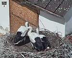 Capi_Dubne_20250714_113503.jpg