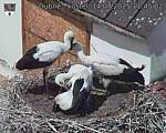 Capi_Dubne_20250714_114502.jpg