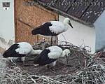 Capi_Dubne_20250714_115003.jpg