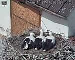 Capi_Dubne_20250714_120503.jpg