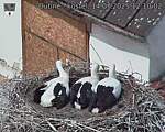Capi_Dubne_20250714_121002.jpg